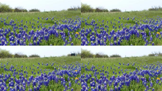 德克萨斯州奥斯汀的蓝帽