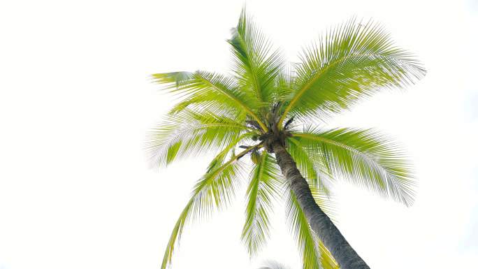 白色背景的椰子树海岛树