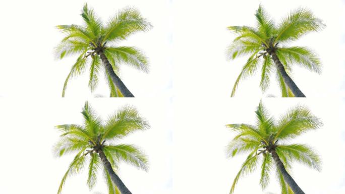 白色背景的椰子树海岛树