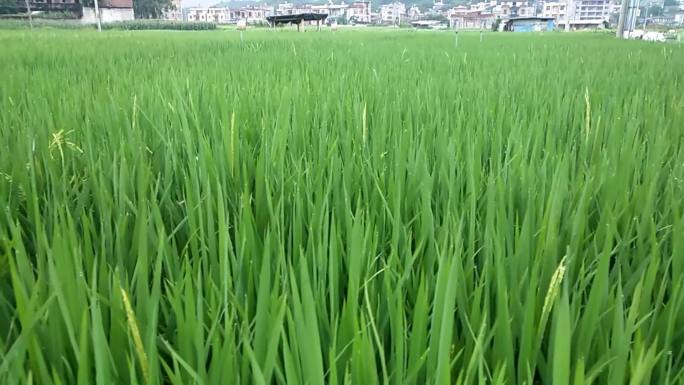 水田种植试验水稻制种观测站水稻制种田