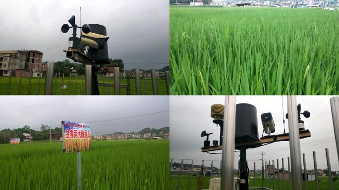 水田种植试验水稻制种观测站水稻制种田