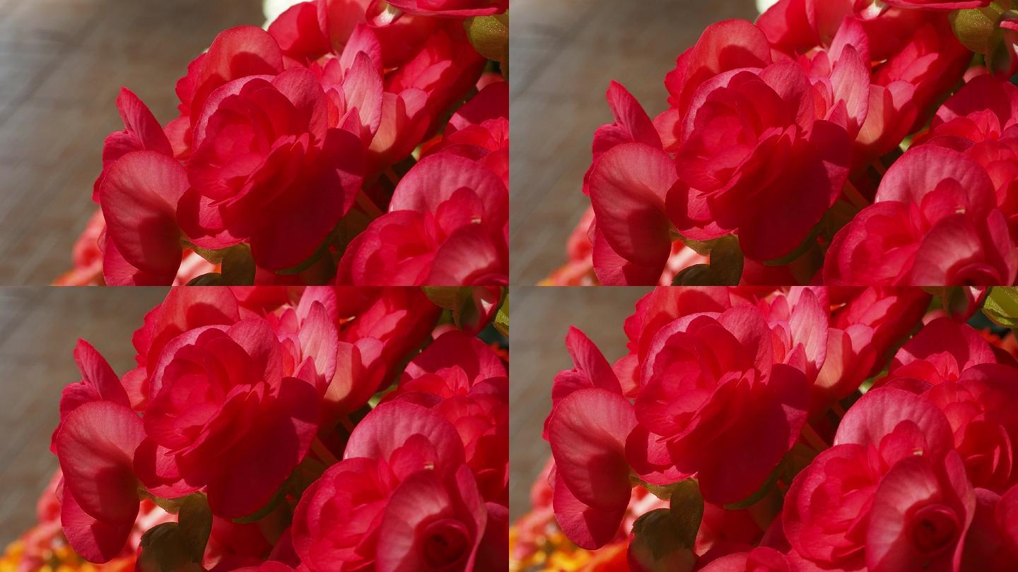 秋海棠鳞茎（玫瑰形），粉红色玫瑰形秋海棠爆裂