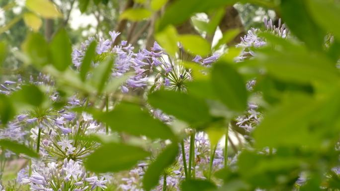 微风吹动树叶与紫色百子莲