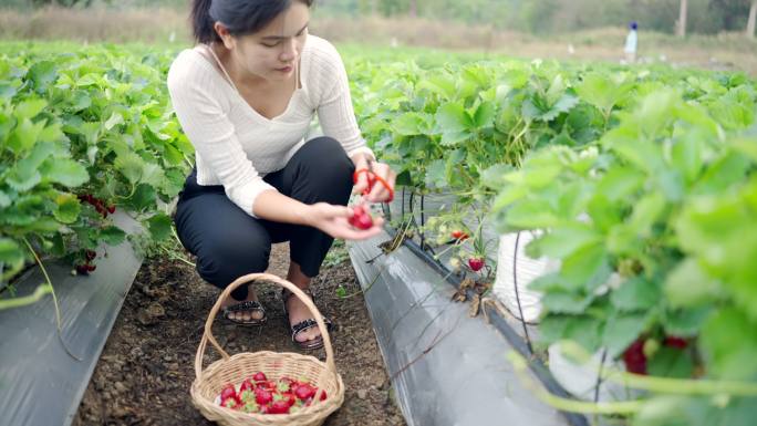 亚洲妇女去草莓农场采摘草莓度假。