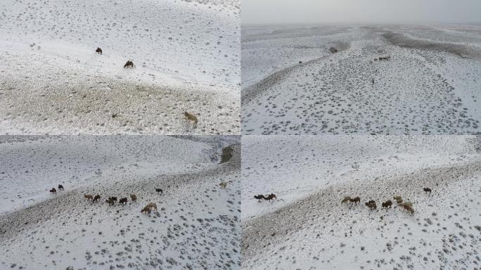 雪中骆驼