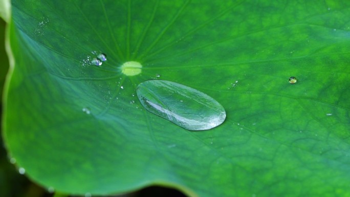 雨水落在荷叶上