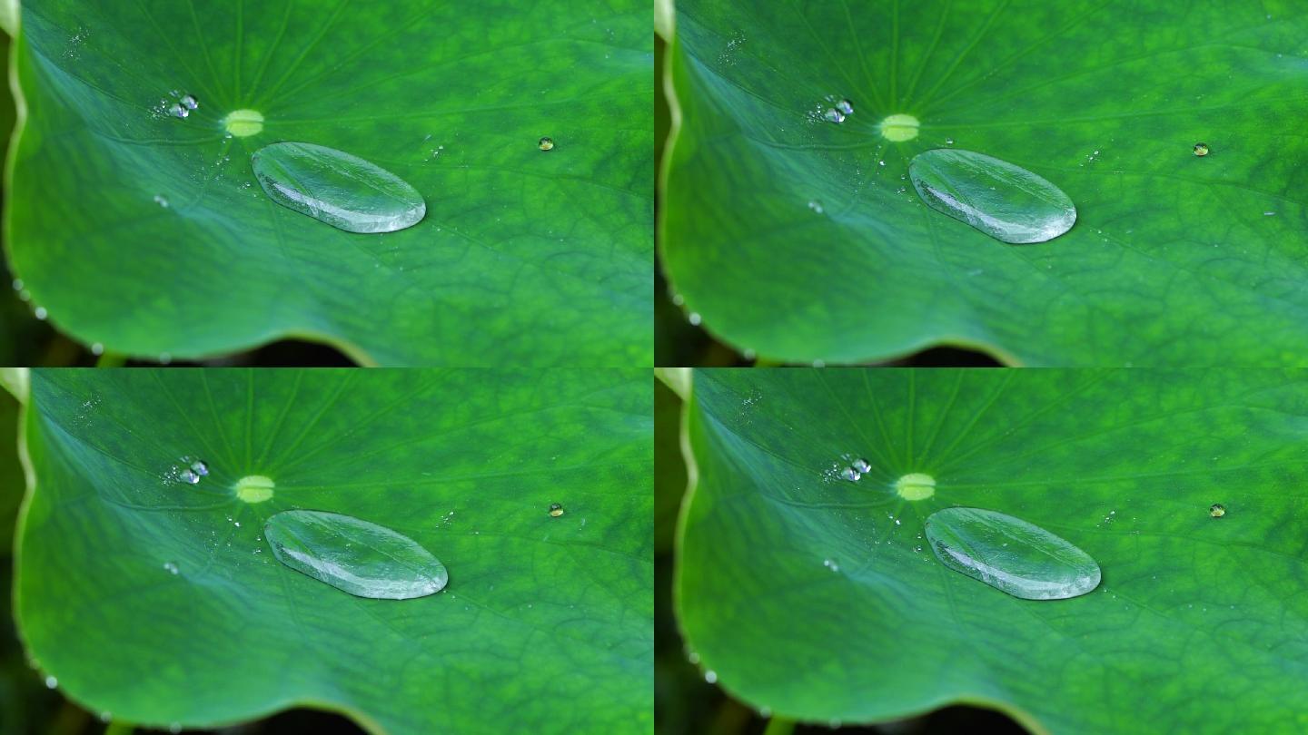 雨水落在荷叶上