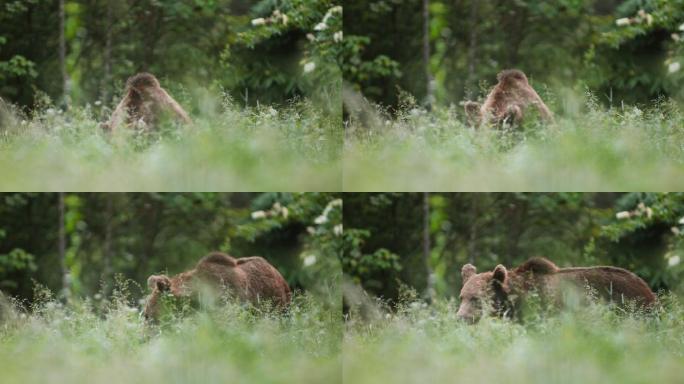 LD欧洲棕熊在草地上觅食