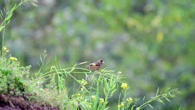 金翅雀吃菜籽，大自然好听的鸟叫声