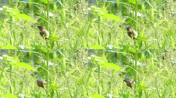 有鳞胸的文鸟吃草籽。