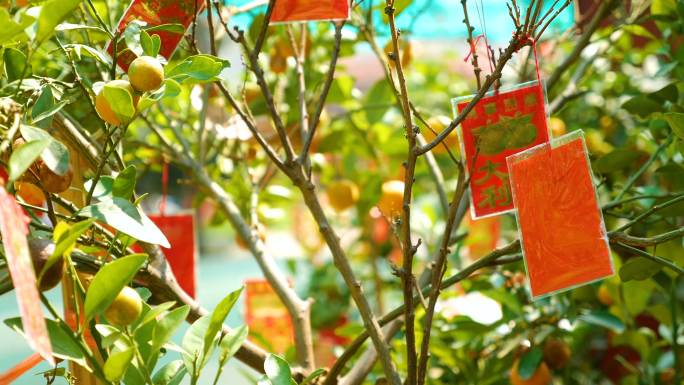 春节树上挂红包节日美好愿望