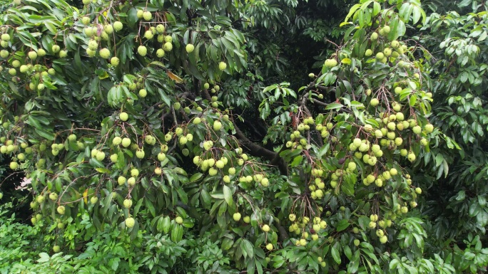 【正版素材】荔枝