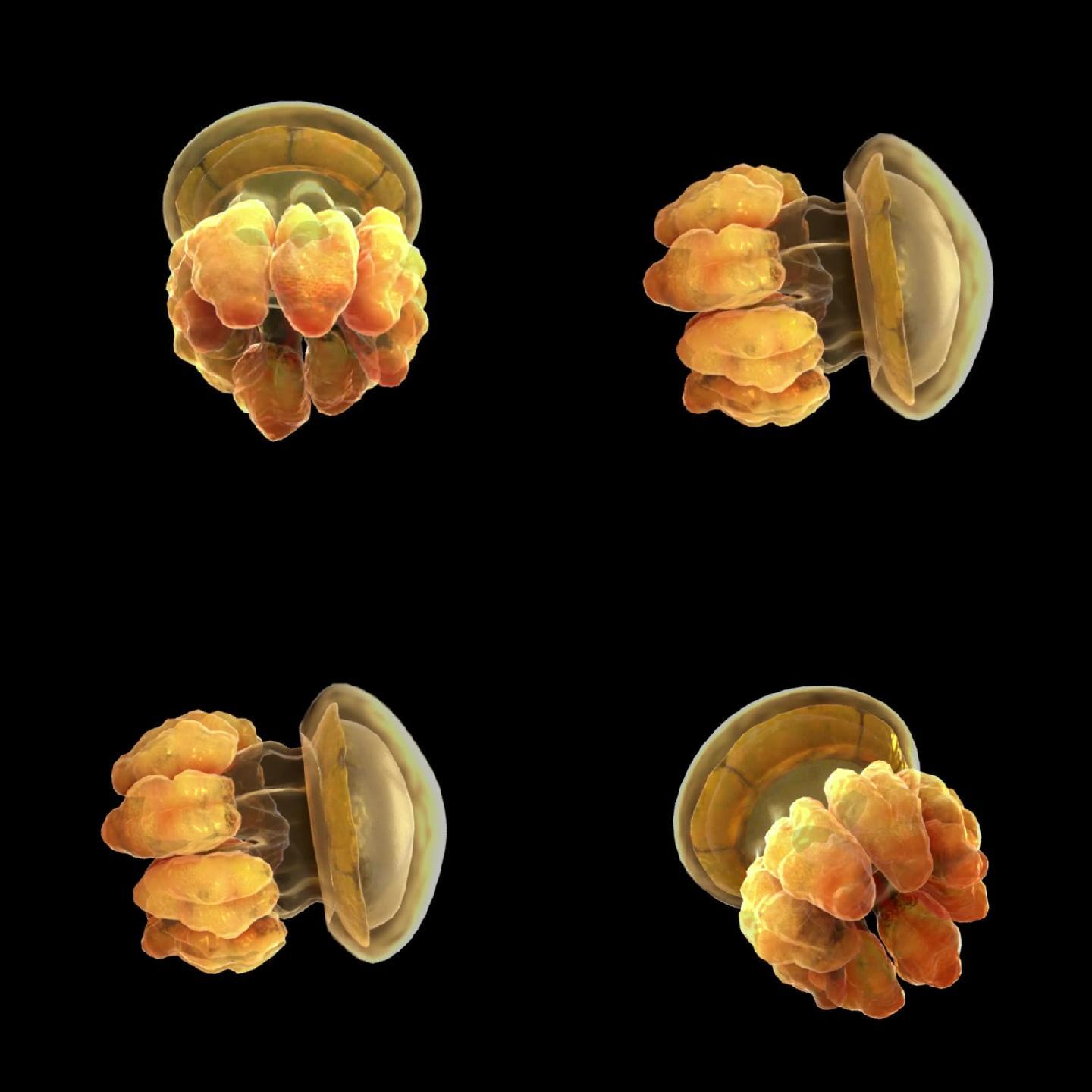 黄金水母3段循环动画序列