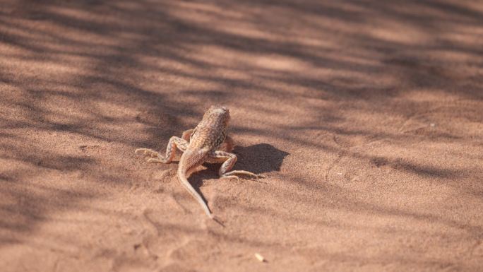 史密斯沙漠蜥蜴沙漠生物沙漠蜥蜴动物世界