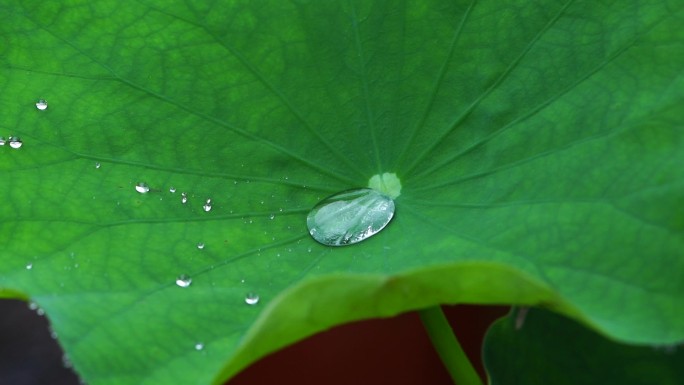 荷叶上水花四溅