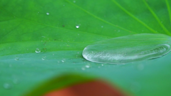 荷叶上的露水