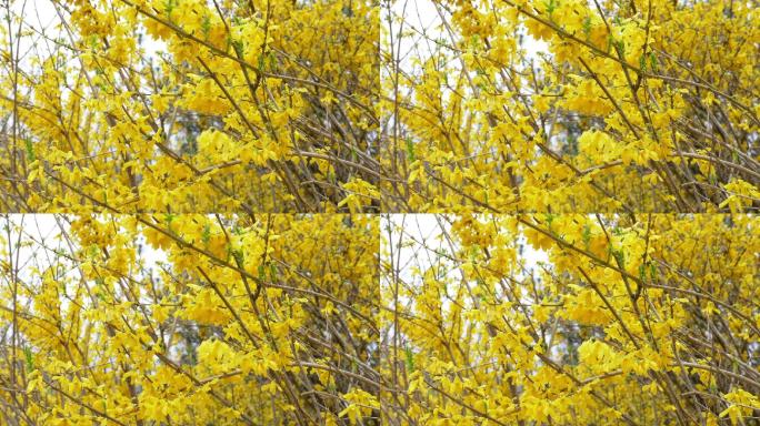 4k：春天的黄色连翘花