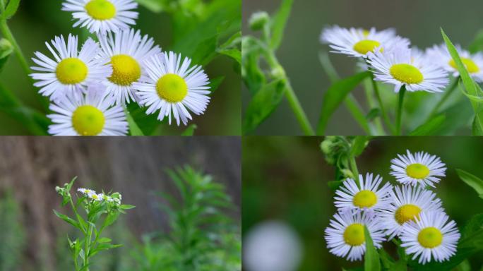 野花野菊花一年蓬