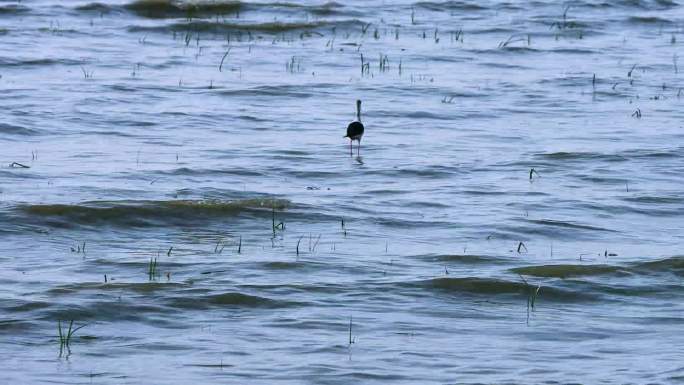 巢湖岸边湿地候鸟觅食 水鸟 白鹭 湖泊