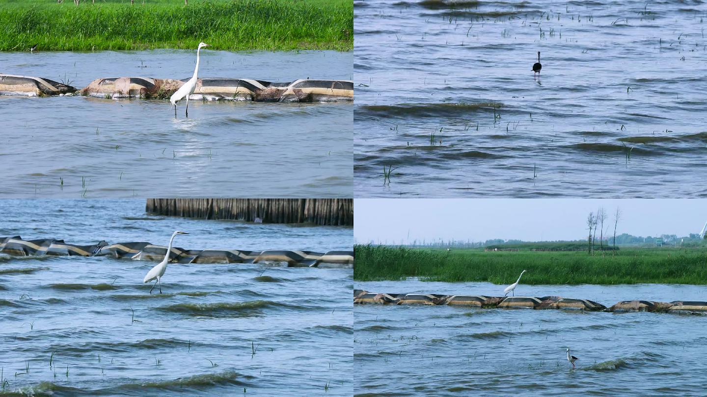 巢湖岸边湿地候鸟觅食 水鸟 白鹭 湖泊