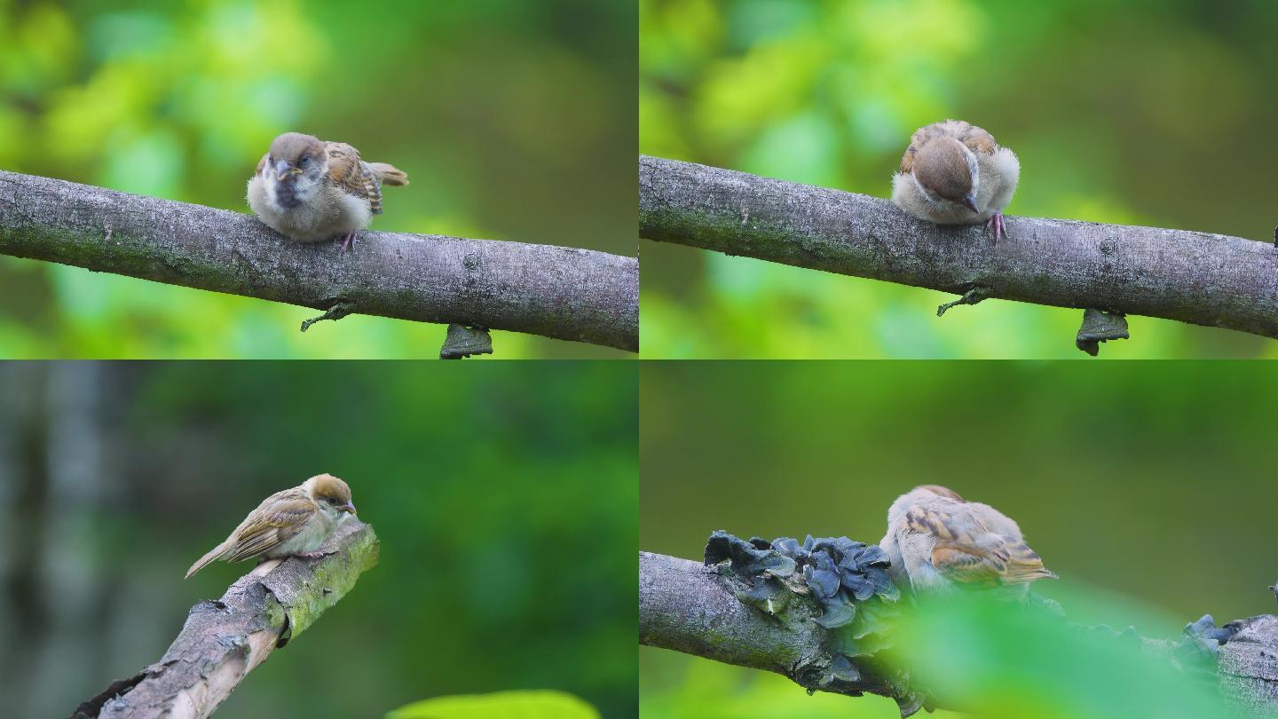 麻雀特写枝头小鸟羽毛飞鸟自然生态绿色环保