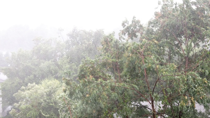 树木在强烈的飓风和暴雨中飘动