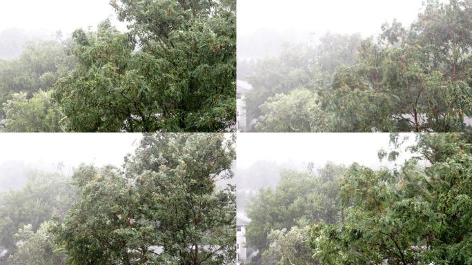 树木在强烈的飓风和暴雨中飘动