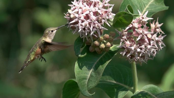 宽尾蜂鸟在科罗拉多州利特尔顿以马利筋花为食，以慢动作盘旋