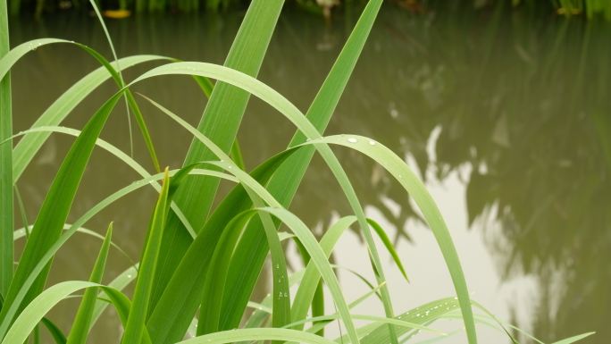 水塘与菖蒲