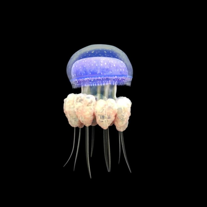 斑点水母3个循环动画