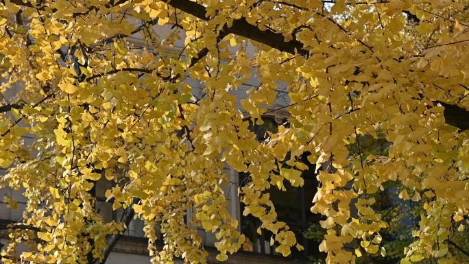 秋天屋前的银杏树叶下落