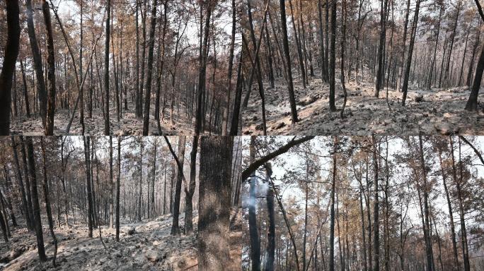 土耳其烧毁的森林、村庄和农村地区
