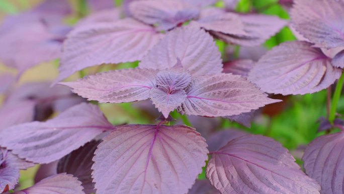 紫苏 香料紫苏属植物