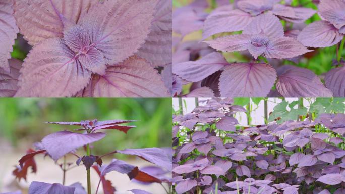紫苏 香料紫苏属植物