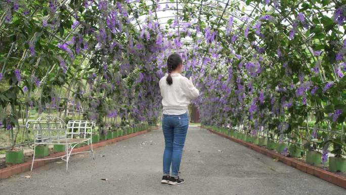 少女在紫藤花树下拍照