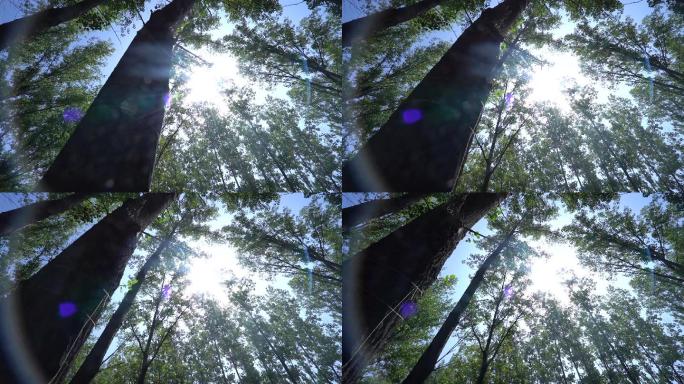 唯美森林树林仰拍大自然b