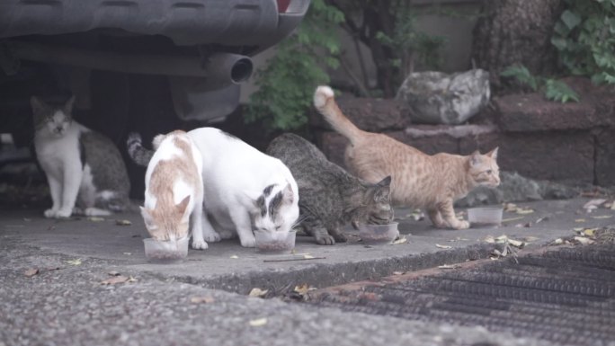 猫吃街上碗里的食物