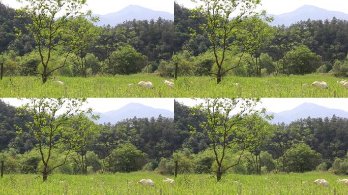 绍兴农村山区草地放羊羊吃草草原草地