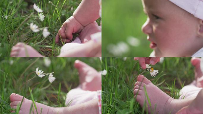 春天阳光明媚的日子里，婴儿抚摸雏菊，特写镜头。热爱大自然。