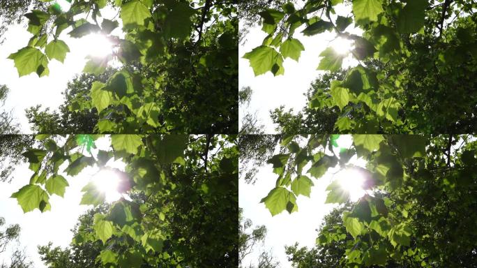 hdr视频素材透过树叶的阳光