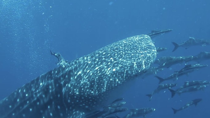 鲸鲨（Rhincodon类型）和眼镜蛇（Rachycentroncanadum）一起游泳。地点位于泰