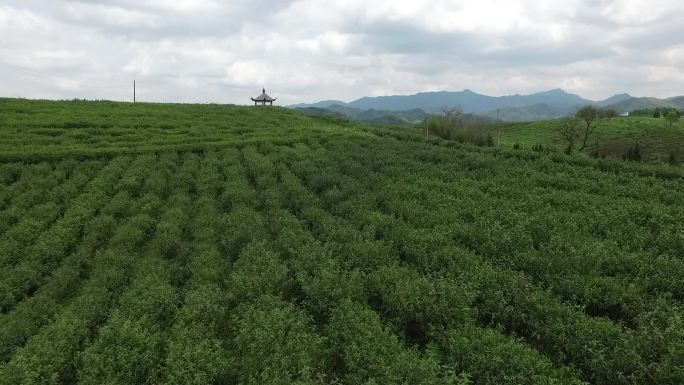 航拍浙江茶山茶园茶场传统戏曲乱弹京剧越剧