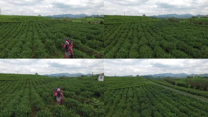 航拍浙江茶山茶园茶场传统戏曲乱弹京剧越剧