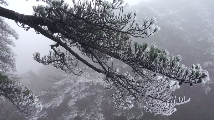 中国安徽黄山冻松雾凇自然现象下大雪覆盖的