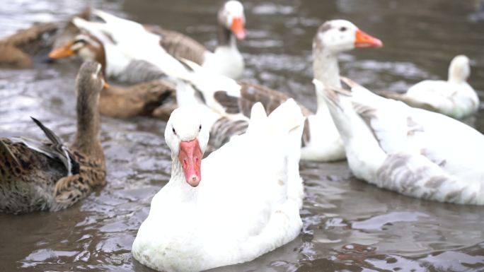 农场池塘里不同类型的鸭子