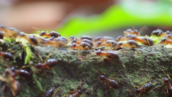 白蚁在苔藓上行走密集恐惧症爬行小虫