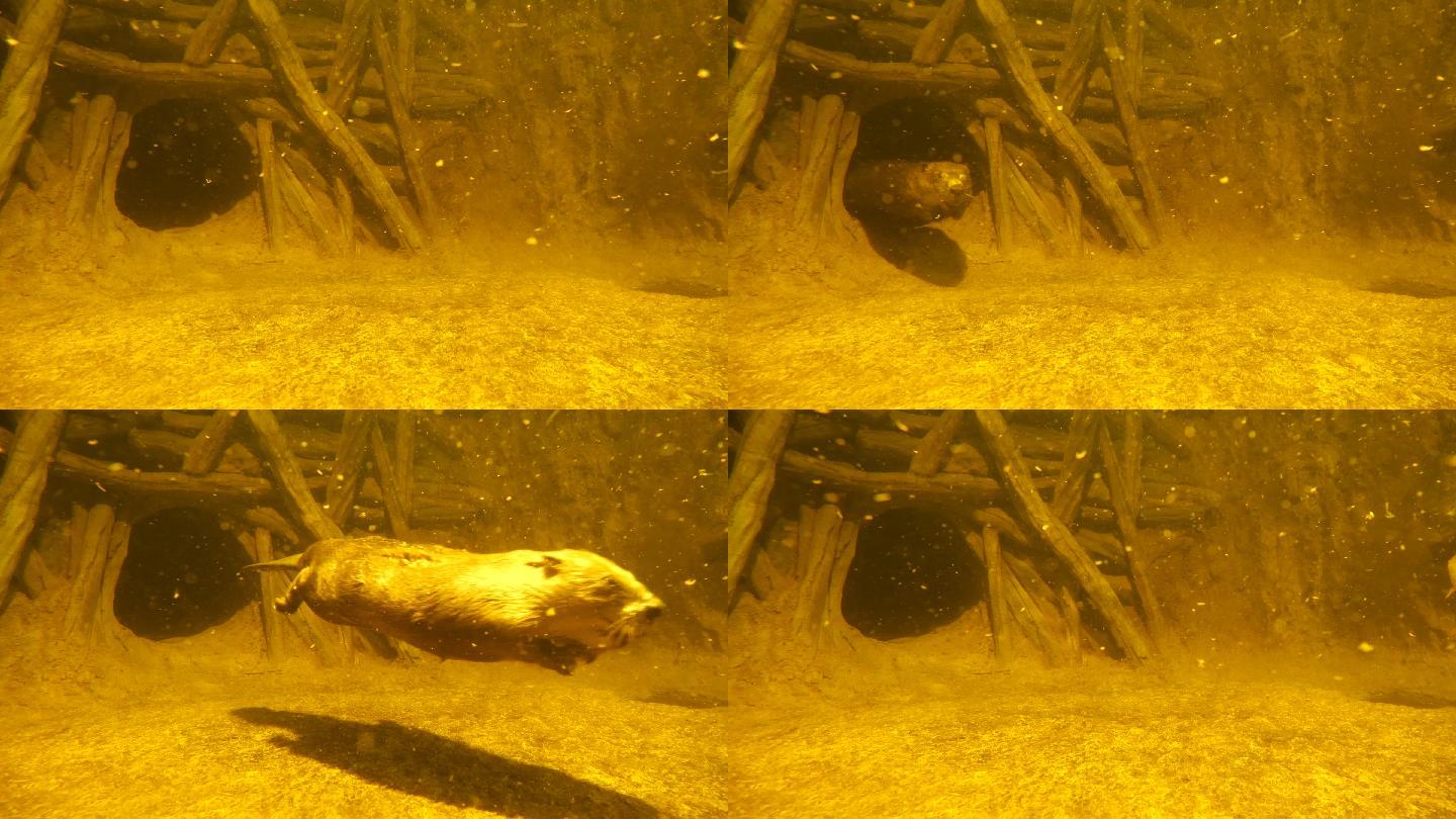 欧亚海狸（蓖麻纤维）或欧洲海狸，俄罗斯