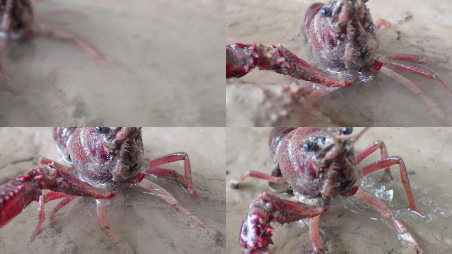 克拉克氏原螯虾“洛布雷加特三角洲”，普拉特