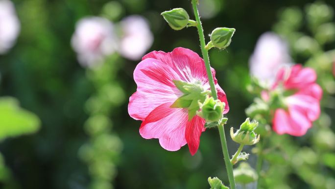 蜀葵 一丈红 大蜀季 戎葵