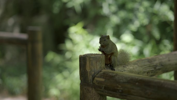松鼠在木台上嗑瓜子吃食物的松鼠